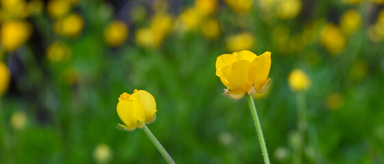Obraz premium Close-up of ranunculus repens, Enghien, Belgium
