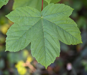 Leaf of sycamore, Enghien, Belgium