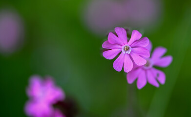 Fototapeta premium Close-up of silene dioica