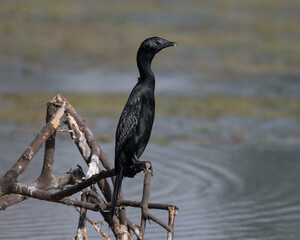 Little Cormorant sitting on a log in a wetland
