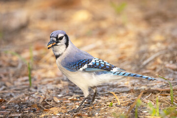 Blue jay (Cyanocitta cristata) eating peanuts in Sarasota, Florida