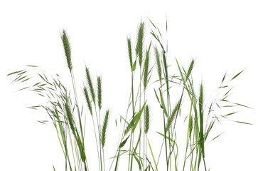 Green grass row isolated on white texture with clipping path