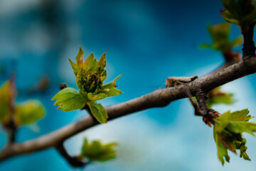 Spring wallpaper