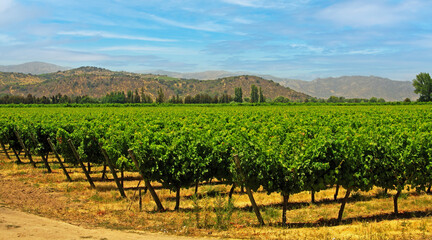 Fototapeta na wymiar Beautiful valley landscape with green vineyard, hills, blue sky - Central Chile