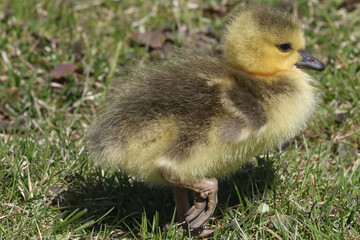 Canada Goose chicks grazing on parkland lawns under the watchful eye of Mom on a spring day
