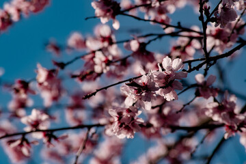 Spring pink blossom wallpaper