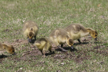 Canada Goose chicks grazing on parkland lawns under the watchful eye of Mom on a spring day
