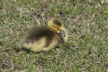 Canada Goose chicks grazing on parkland lawns under the watchful eye of Mom on a spring day
