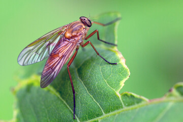 A flying insect, a fly, on a green leaf of a plant. Fauna, wildlife, insects.