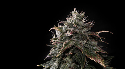 Blooming cannabis bud with glandular trichomes and brown stigmas. Fresh CBD marijuana plant...