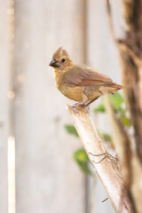 Immature northern cardinal (Cardinalis cardinalis) in Sarasota, Florida. (Species ID is tentative.)