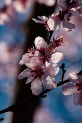 Spring pink blossom wallpaper