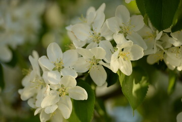 Fototapeta na wymiar white blossoming apple tree bee pollinating apple tree flowers
