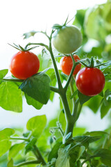 Red cherry tomatoes on a branch.