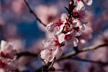 Spring pink blossom wallpaper