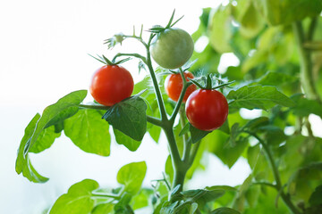 Red cherry tomatoes on a branch.