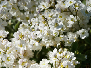 (Arabis caucasica 'Plena') Gros plan sur grappes de fleurs doubles blanc lumineux en touffes étalées d'Arabette du Caucase ou corbeille d'argent sur tiges basses