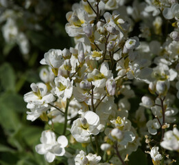 (Arabis caucasica 'Plena') Gros plan sur grappes de fleurs doubles blanc lumineux en touffes étalées d'Arabette du Caucase ou corbeille d'argent sur tiges basses