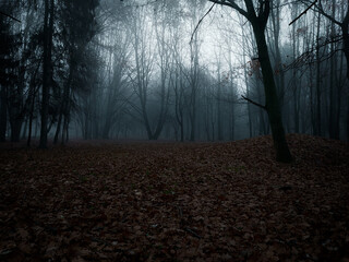 Dark forest in thick fog. Spooky forest at dawn. Atmospheric autumn woods.
