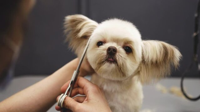 The groomer cuts the white dog with scissors. Funny animal. A closeup of a dog's face.