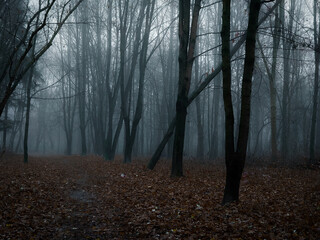 Dark forest in thick fog. Spooky forest at dawn. Atmospheric autumn woods. 