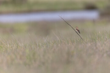 European Wheatear Oenanthe oenanthe from Morbihan, France