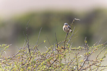 European Wheatear Oenanthe oenanthe from Morbihan, France