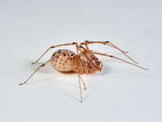 Spitting spider on a white background. Genus Scytodes. 