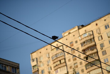 Fototapeta na wymiar pigeon wire city street