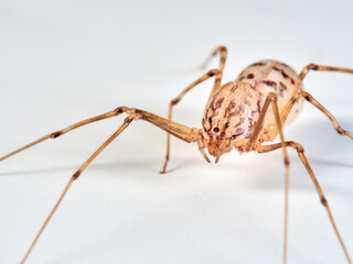 Spitting spider on a white background. Genus Scytodes. 