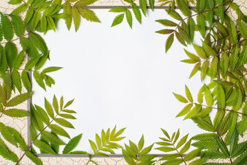 frame covered with green fresh leaves around