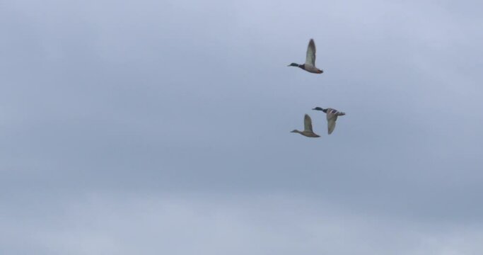 Three duck birds flying overhead together in formation slow motion
