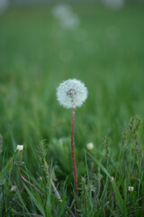 Fototapeta na wymiar white dandelion seeds