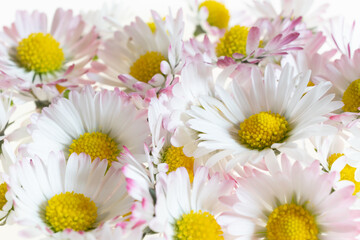 daisy flowers with visible details. background or texture