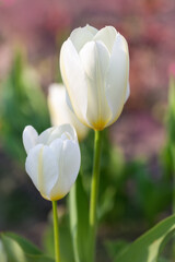 Blooming white tulips on a blurred background.