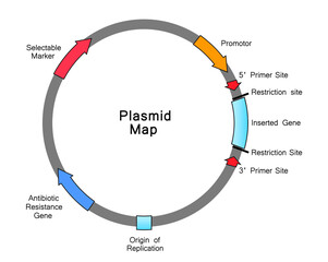 Simple Illustration Of Plasmid Map. Colorful Symbols. Vector Illustration.
