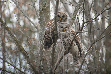 owls in a tree