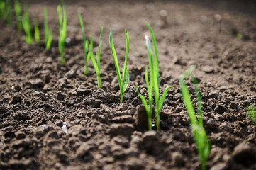 Green sprouts in the ground in spring. Young onions grow in a flower bed in the black soil in the garden. Horticulture and gardening hobby