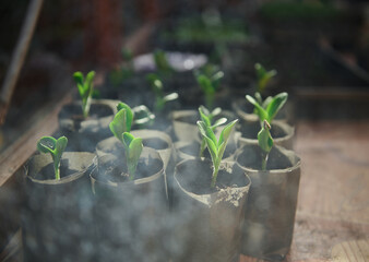 View through a dirty window to pots with growing sprouts and seedling in black soil. Horticultural and agricultural hobby