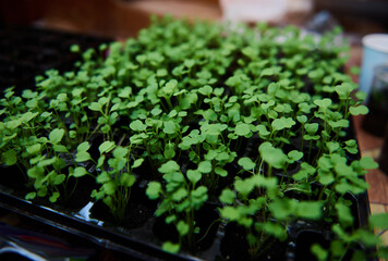 Close-up of a row with baby plants, arugula sprouts grown in black soil on an agricultural cassette in greenhouse