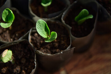Top view of zucchini sprouts grown in pots with black soil in greenhouse conditions