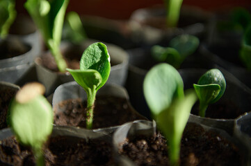 Close-up of zucchini sprouts grown from pip in pots with black soil in greenhouse conditions. Agricultural activity, horticulture