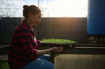 Female gardener with greenery sprouts cultivated in black soil on cassette peat pots, against...