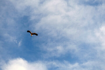 storks flying in the blue and cloudy sky, storks flying in the sky in spring, sky and storks,