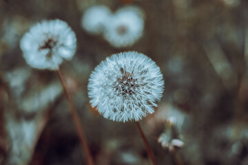 Close-up of a dandelion bud with seeds with cinematic effect and selective focus