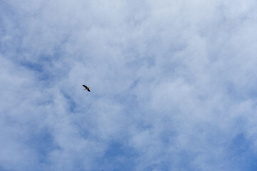 storks flying in the blue and cloudy sky, storks flying in the sky in spring, sky and storks,