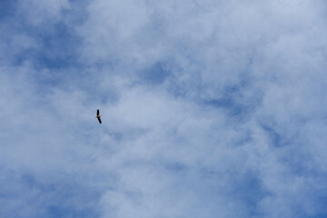 storks flying in the blue and cloudy sky, storks flying in the sky in spring, sky and storks,