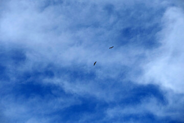 storks flying in the blue and cloudy sky, storks flying in the sky in spring, sky and storks,