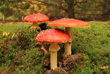a group of three red fly agaric mushrooms in a green forest closeup in autumn