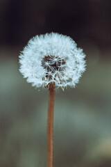 Close-up of a dandelion bud with seeds with cinematic effect and selective focus